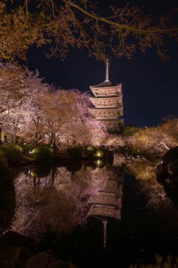 Japonya 'daki Tijo Tapınağı' nda Kiraz Çiçeği mevsimi