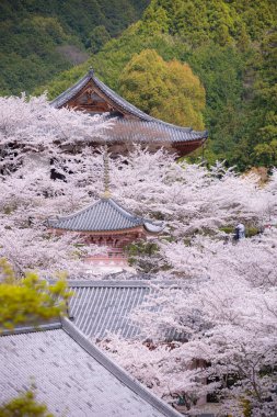 Sakura kiraz çiçeği mevsimi Japonya 'daki Tsubosaka-dera tapınağında