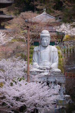 Sakura kiraz çiçeği mevsimi Japonya 'daki Tsubosaka-dera tapınağında