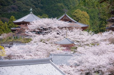 Sakura kiraz çiçeği mevsimi Japonya 'daki Tsubosaka-dera tapınağında