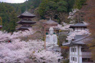 Sakura kiraz çiçeği mevsimi Japonya 'daki Tsubosaka-dera tapınağında