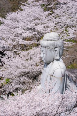 Sakura kiraz çiçeği mevsimi Japonya 'daki Tsubosaka-dera tapınağında