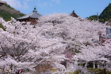 Sakura kiraz çiçeği mevsimi Japonya 'daki Tsubosaka-dera tapınağında