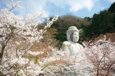 Sakura kiraz çiçeği mevsimi Japonya 'daki Tsubosaka-dera tapınağında