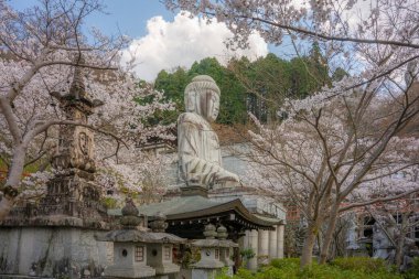 Sakura kiraz çiçeği mevsimi Japonya 'daki Tsubosaka-dera tapınağında