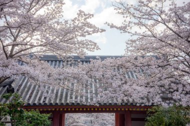 Sakura kiraz çiçeği mevsimi Japonya 'daki Tsubosaka-dera tapınağında