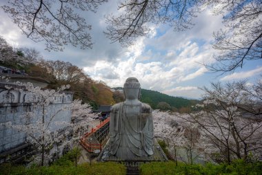 Sakura kiraz çiçeği mevsimi Japonya 'daki Tsubosaka-dera tapınağında