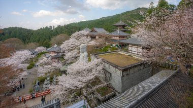 Sakura kiraz çiçeği mevsimi Japonya 'daki Tsubosaka-dera tapınağında