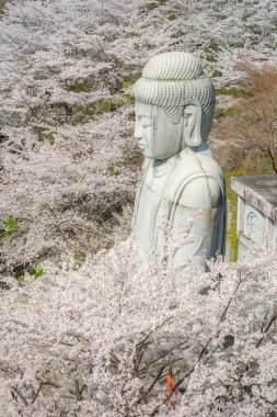 Sakura kiraz çiçeği mevsimi Japonya 'daki Tsubosaka-dera tapınağında