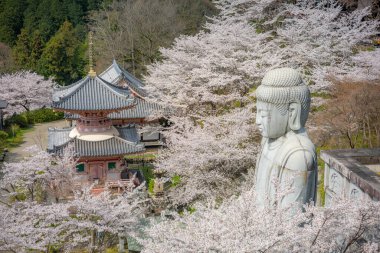 Sakura kiraz çiçeği mevsimi Japonya 'daki Tsubosaka-dera tapınağında