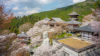 Sakura kiraz çiçeği mevsimi Japonya 'daki Tsubosaka-dera tapınağında