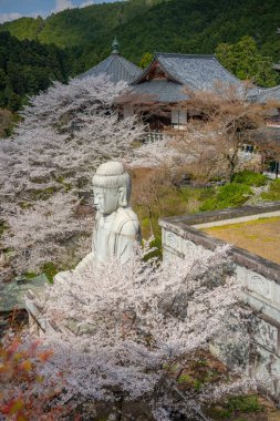 Sakura kiraz çiçeği mevsimi Japonya 'daki Tsubosaka-dera tapınağında