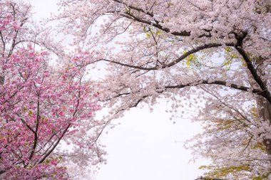 Japonya 'da kiraz çiçeği mevsimi