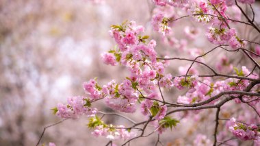 Japonya 'da kiraz çiçeği mevsimi