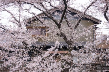 Japonya 'da kiraz çiçeği mevsimi