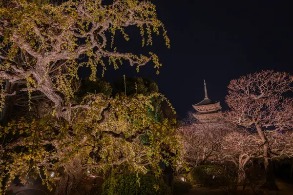 Japonya 'daki Tijo Tapınağı' nda Kiraz Çiçeği mevsimi