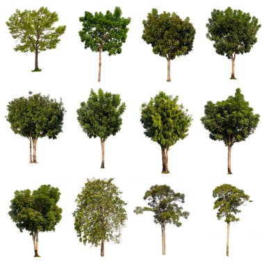 Büyük bir ağaç koleksiyonu beyaz, yüksek çözünürlüklü resimde izole edilir