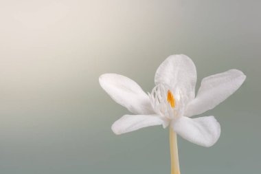 Jasmine Burnu çiçeklerinin arka planının fotoğrafı.