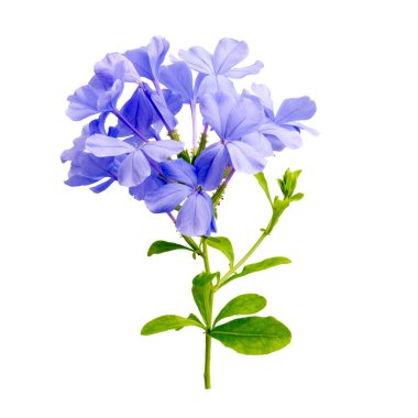 Pelerin başucu çiçeklerinin fotoğrafı beyaz renkte izole edilmiş.