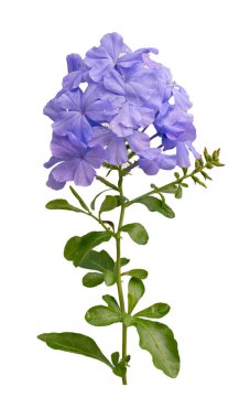 Pelerin başucu çiçeklerinin fotoğrafı beyaz renkte izole edilmiş.