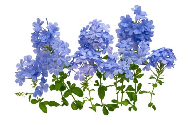 Pelerin Leadwort 'un dalları, beyaz tesisat çiçeği. Odak yığını tekniği kullanılarak fotoğraflanmış. Yüksek çözünürlüklü..