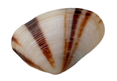 İstiridye kabuğunun dokusu ve yüzeyi beyazı izole eder.