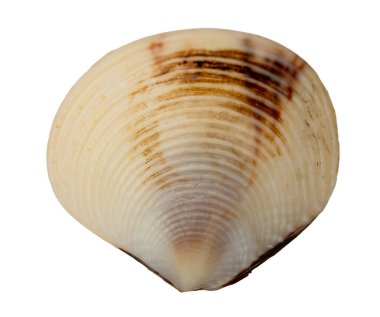 İstiridye kabuğunun dokusu ve yüzeyi beyazı izole eder.