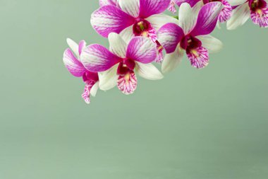 Yüksek çözünürlüklü orkide fotoğrafı. Pastel arkaplan üzerine yoğunlaşma tekniği kullanılarak düzenleme için uygun..