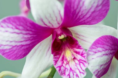 Yüksek çözünürlüklü orkide fotoğrafı. Pastel arkaplan üzerine yoğunlaşma tekniği kullanılarak düzenleme için uygun..