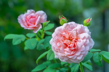 Eisvogel Rose 'un fotoğrafı yüksek çözünürlüklü bir kamerayla çekildi. Beyaz arka plandaki odaklama tekniğini kullanarak..