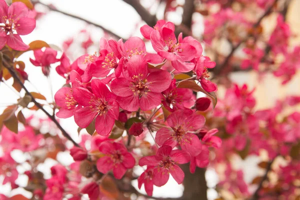 Flores Amêndoa Rosa Nome Latino Prunus Dulcis — Fotografia de Stock