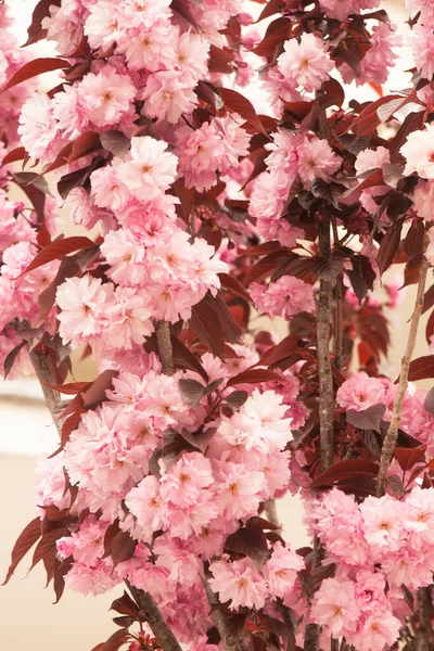 Квіти Подвійного Мигдалевого Дерева Рожевого Кольору Латинська Назва Prunus Dulcis — стокове фото