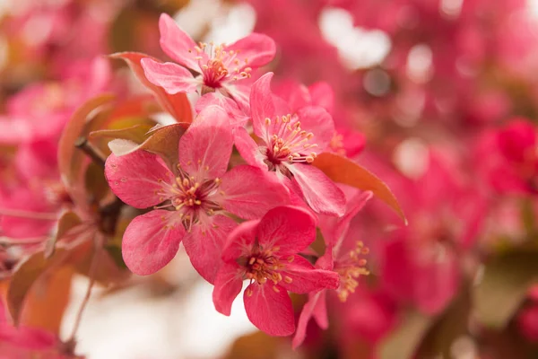 Flores Amêndoa Rosa Ramo Nome Latino Prunus Dulcis Vista Perto — Fotografia de Stock