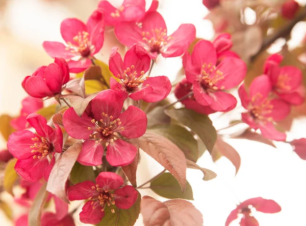 Flores Amêndoa Rosa Ramo Nome Latino Prunus Dulcis Vista Perto — Fotografia de Stock