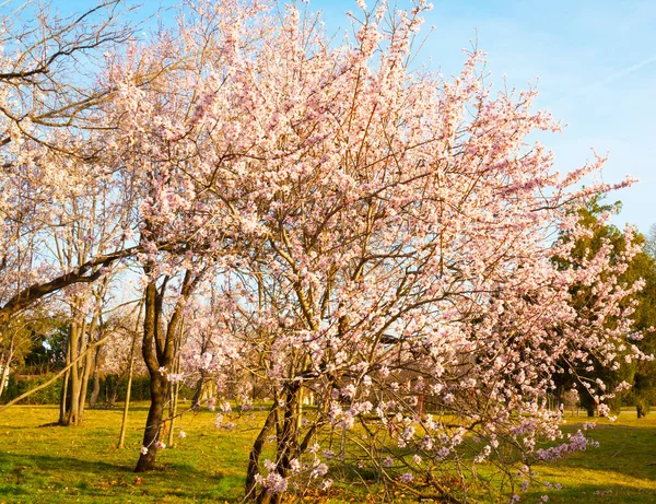 Jarní Kvetoucí Stromy Seaside Parku Varna Bulharsko — Stock fotografie