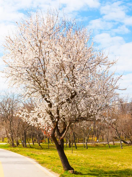 Wiosenne Drzewo Rozkwicie Nad Morzem Warna Bułgaria — Zdjęcie stockowe