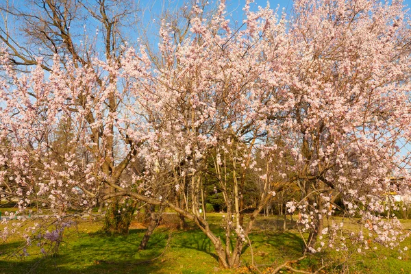 Árvores Primavera Flor Parque Seaside Varna Bulgária — Fotografia de Stock