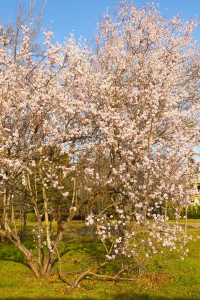 Spring Trees Blossom Seaside Park Varna Bulgaria — Stock Photo, Image