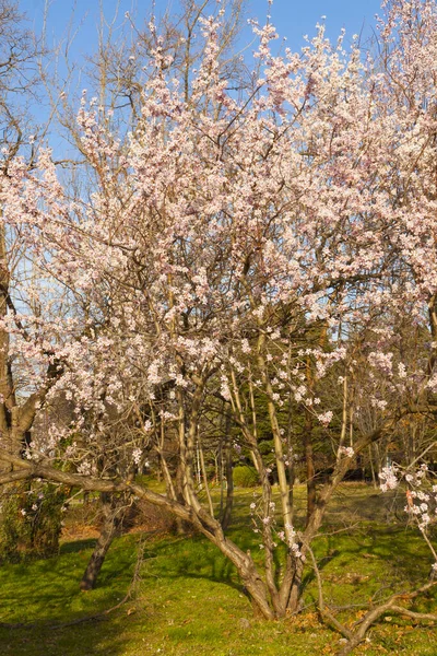Spring Trees Blossom Seaside Park Varna Bulgaria — Stock Photo, Image