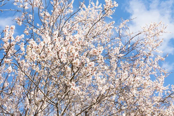 Rami Albero Primavera Fiore Con Fiori Bianchi Sul Cielo Blu — Foto Stock