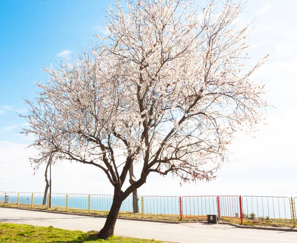 Wiosenne Drzewo Rozkwicie Nad Morzem Warna Bułgaria — Zdjęcie stockowe