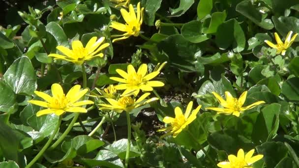 Λιβάδι Πρώτη Άνοιξη Λουλούδια Buttercups Closeup View — Αρχείο Βίντεο