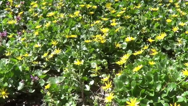 Äng Med Första Våren Blommor Smörbägare — Stockvideo
