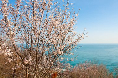 Bulgaristan 'ın Varna kentinde, deniz kenarında çiçek açan bahar ağacı.