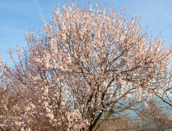 Albero Primavera Fiore Vicino Mare Periferia Della Città Varna Bulgaria — Foto Stock