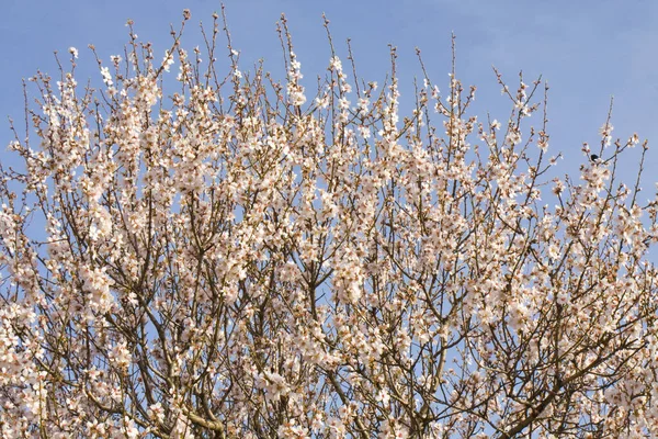 Ramos Árvore Primavera Flor Com Flores Brancas Céu Azul Região — Fotografia de Stock