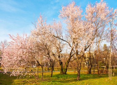 Bulgaristan 'ın Varna kentindeki sahil parkında çiçek açan bahar ağaçları.