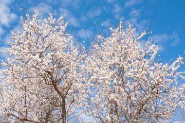 Bulgaristan 'ın Varna kentindeki sahil parkında çiçek açan bahar ağaçları.
