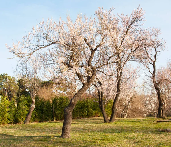 Spring Trees Blossom Suburbs Town Varna Bulgaria — Stock Photo, Image