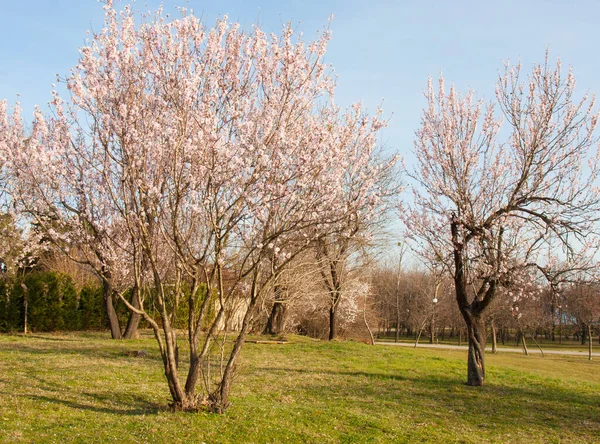 Voorjaarsbomen Bloei Varna Bulgarije — Stockfoto
